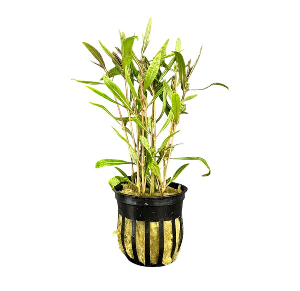 Hygrophila Araguaia (Hygro Lancea 'Araguaia') Potted - [AquaticMotiv]