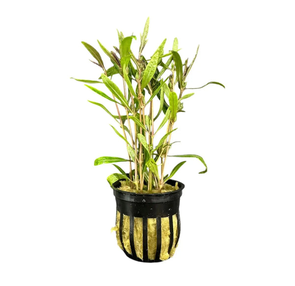 Hygrophila Araguaia potted in black mesh pot with vibrant green leaves