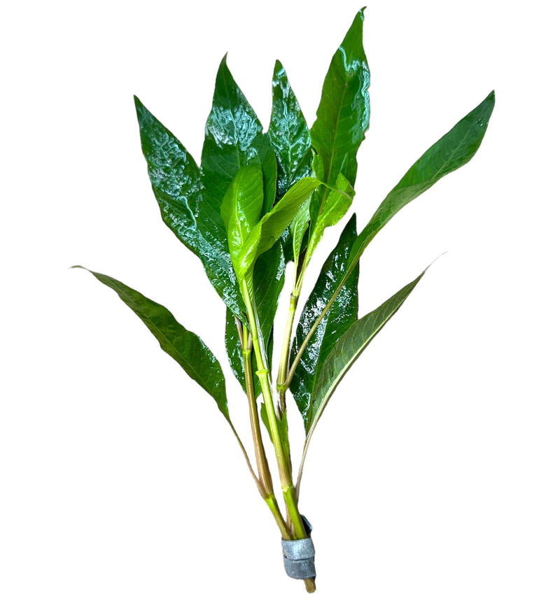 Hygrophila Corymbosa (Green Temple Plant) - [AquaticMotiv]