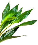 Vibrant glossy green leaves of Hygrophila Corymbosa plant