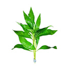 Fresh Hygrophila Corymbosa green temple plant with glossy leaves