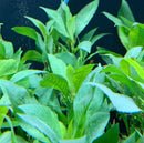 Lush green Hygrophila Corymbosa plant with broad vibrant leaves