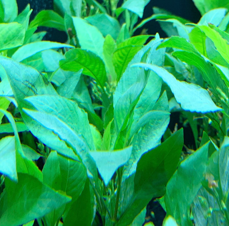Hygrophilia Corymbosa (Green Temple Plant) - AquaticMotiv