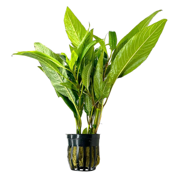 Hygrophila Corymbosa Pot - [AquaticMotiv]