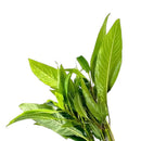 Fresh green leafy hygrophila corymbosa pot with vibrant glossy foliage and slender stems for aquatic use