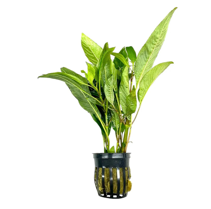 Hygrophila Corymbosa Green Temple Potted Plant