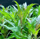Hygrophila Salicifolia Hygro Blue green leafy aquatic plant with serrated edges