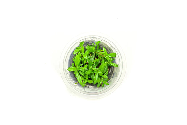 Hygrophila Siamensis' AF Tissue Culture - AquaticMotiv