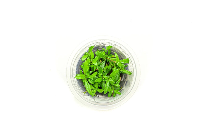 Hygrophila Siamensis' AF Tissue Culture - AquaticMotiv