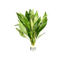 Hygrophila Siamensis green aquatic plant with broad leaves on white ceramic base