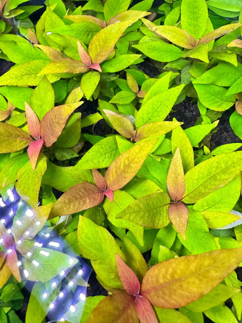 Hygrophila Siamensis Live Aquarium Plant