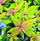Hygrophila Siamensis plant with green, red, and yellow variegated leaves on soil