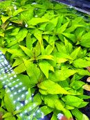Hygrophila Siamensis green leafy aquatic plant with embedded white LED lights