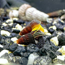 Baby Rabbit Snails x4 (Tylomelania Sp.) - AquaticMotiv