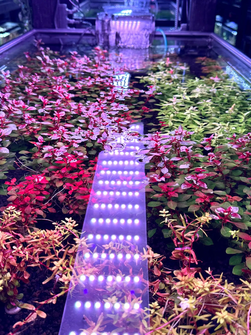 Purple led light strip illuminating aquatic plants in a tank.