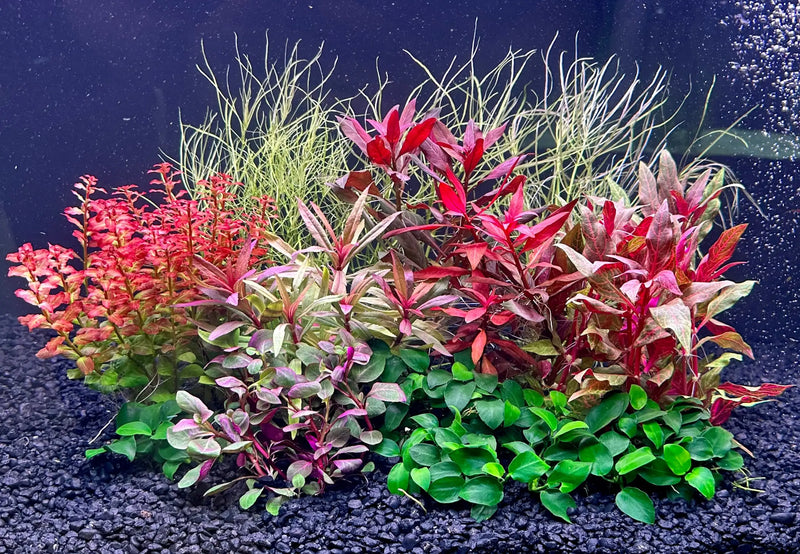 A vibrant aquatic plant arrangement featuring red, pink, and green foliage with slender stems and broad leaves set against a dark substrate.