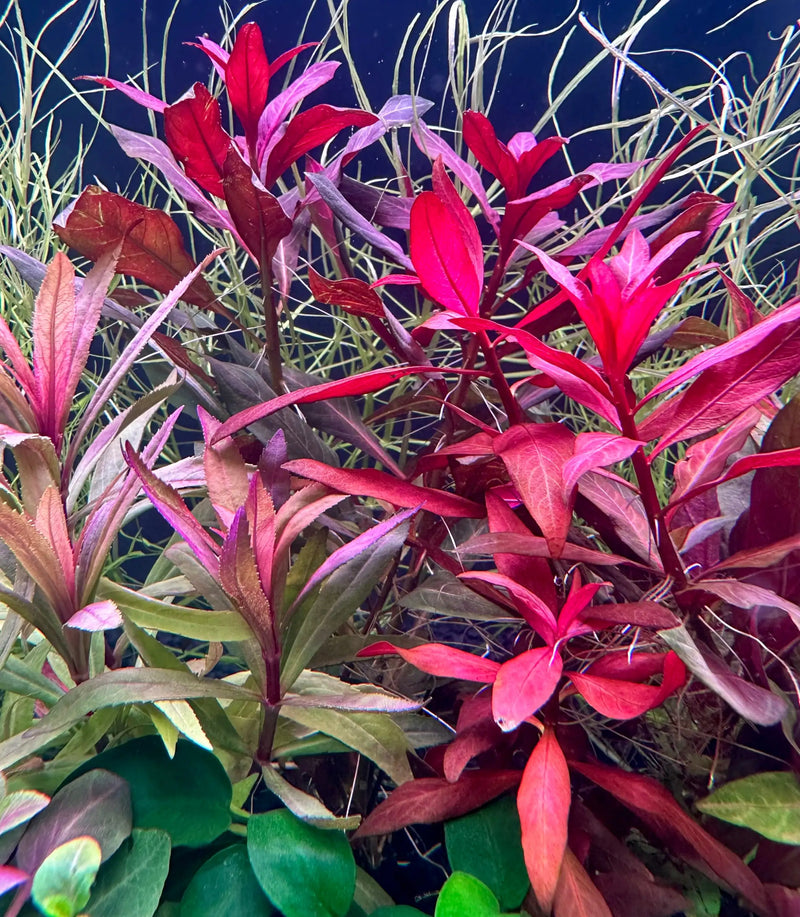 Vibrant red and purple aquatic plant with slender, pointed leaves growing in an aquarium setting.