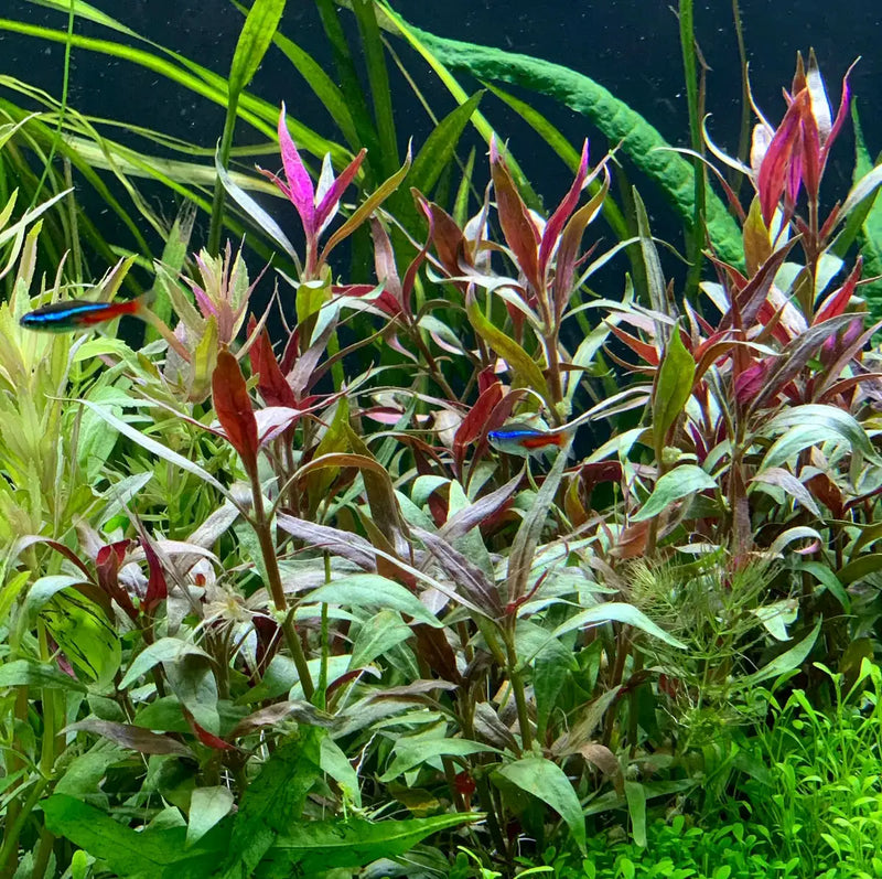 Vibrant red and green aquatic plants with delicate, elongated leaves thrive in a lush underwater garden.