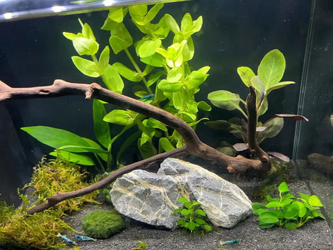 A serene freshwater aquarium featuring lush green aquatic plants, a natural driftwood branch, and smooth gray rocks nestled in dark gravel.