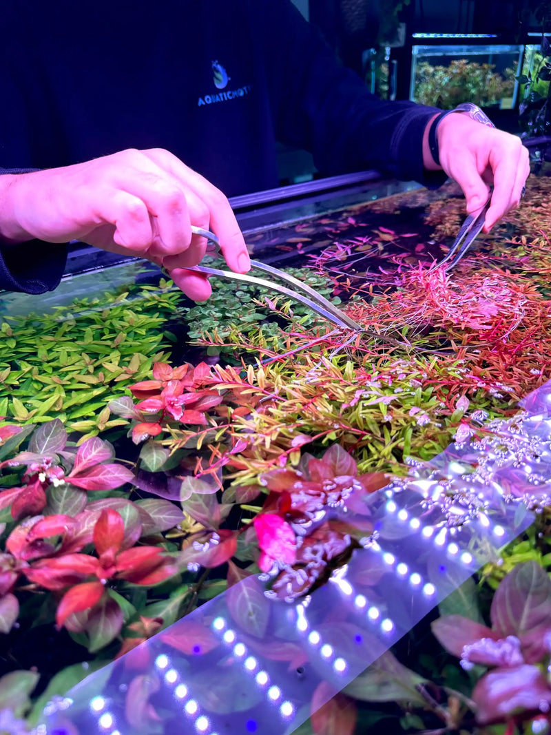A person wearing a dark blue aquaticart hoodie uses silver metal tweezers to carefully handle vibrant red and green aquatic plants in an illuminated aquarium.