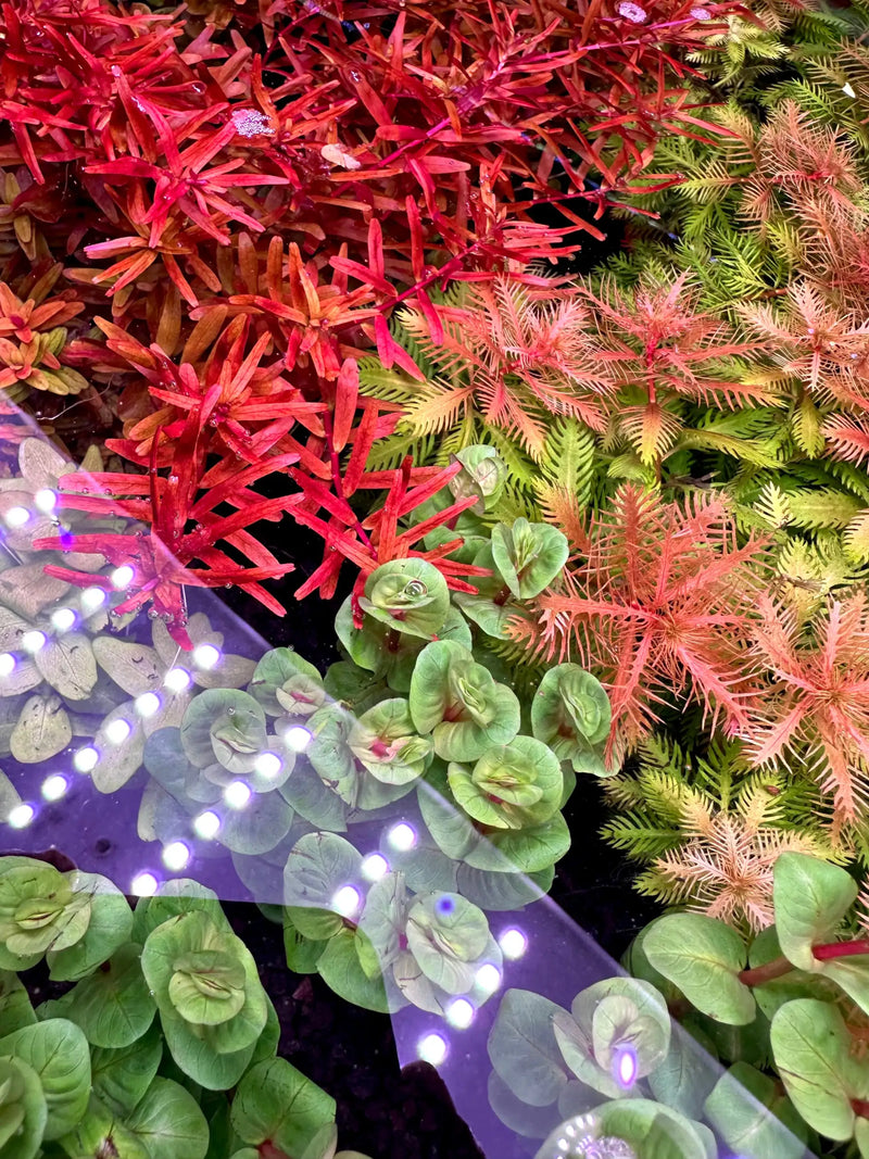 A translucent purple led light strip with evenly spaced bright white bulbs glows across a vibrant aquatic plant display.