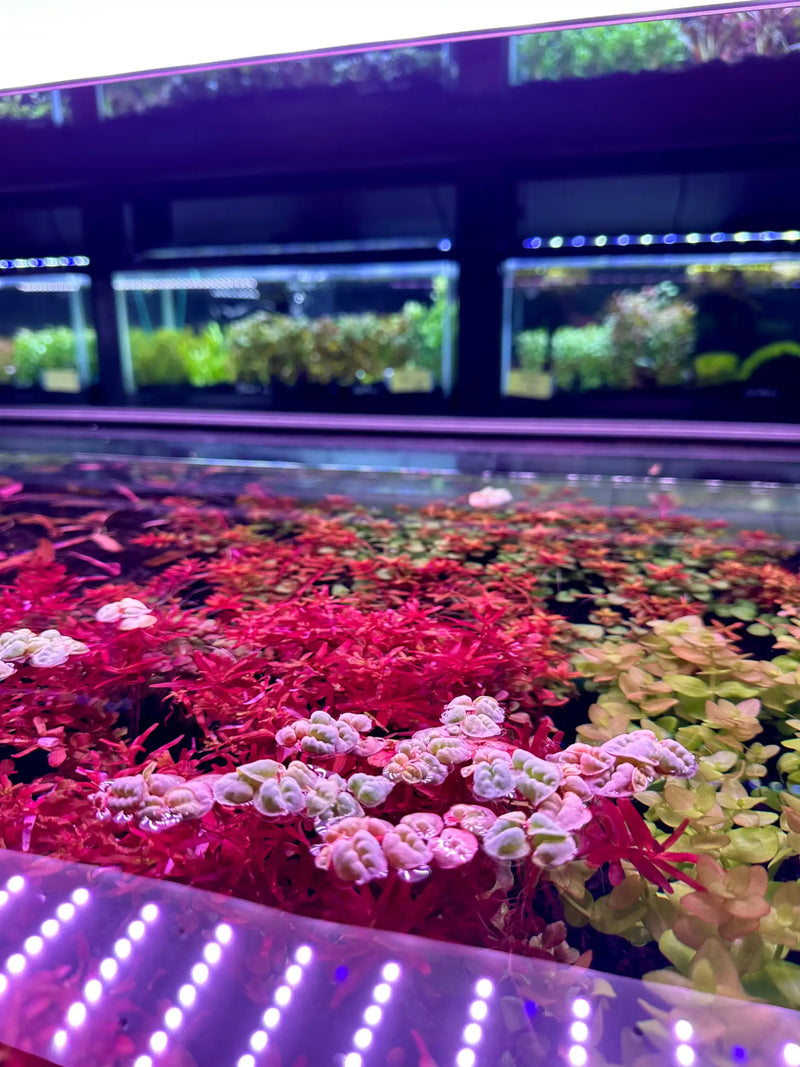 Vibrant red and pink aquatic plants with delicate, clustered blooms thrive under purple led grow lights in a modern hydroponic display.