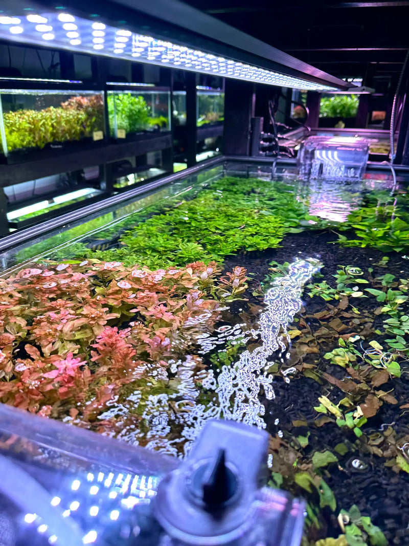 Lush green and pink aquatic plants thrive in a clear, illuminated aquarium tank.