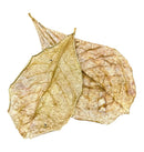 Two dried indian almond leaves catappa leaves golden with intricate veins and curled edges 10 pcs package