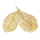 Two dried translucent indian almond leaves with golden brown veining and curled edges in a set of 10 pcs