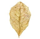 A delicate golden indian almond leaf with intricate veins and translucent texture 10 pcs catappa leaves
