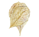 A delicate dried indian almond leaf with golden yellow hue and intricate vein patterns 10 pcs pack