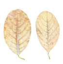 Jackfruit Leaves - 10 pcs - AquaticMotiv