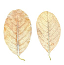 Two dried beige jackfruit leaves with intricate veins and curled edges, 10 pcs