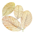 Delicate watercolor of four beige jackfruit leaves with vein patterns