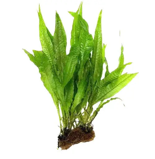 Java Fern Mat Ready to Place Aquarium Greenery | Aquatic Motiv