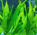 Java Fern (Microsorum pteropus) - AquaticMotiv