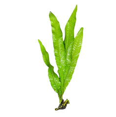 Java Fern Microsorum pteropus with broad green leaves and dark roots for aquariums