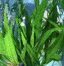 Java Fern Microsorum pteropus with long slender serrated green leaves