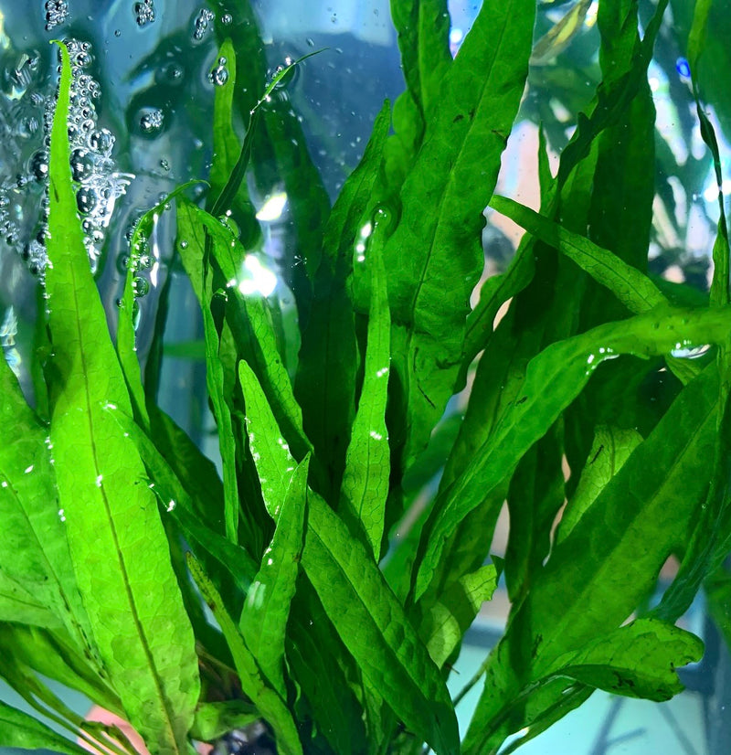 Java Fern (Microsorum pteropus) - AquaticMotiv