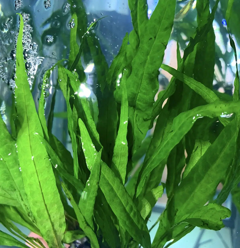 True Micro Java Fern Java Fern Microsorum pteropus Hardy Aquarium Plant | Aquatic Motiv