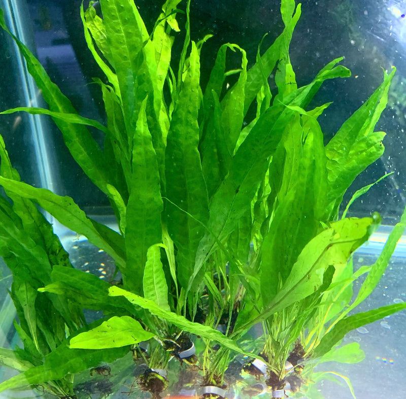Java Fern (Microsorum pteropus) - AquaticMotiv