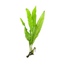 Java Fern (Microsorum pteropus) - AquaticMotiv