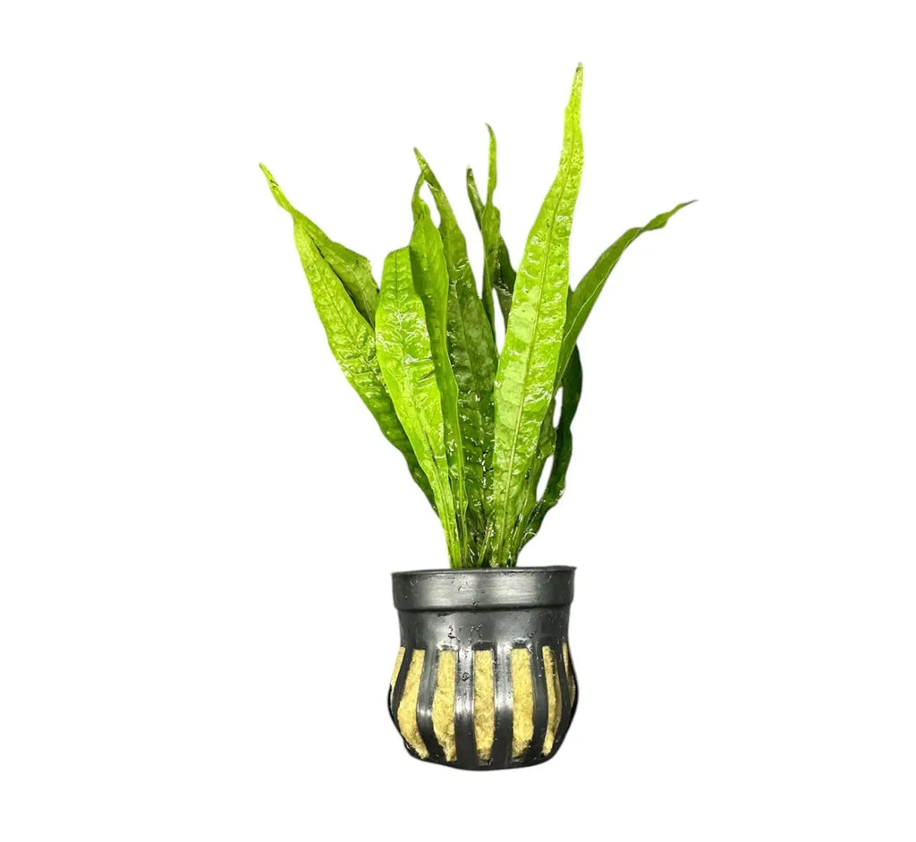 can i put snake plant in aquarium Java Fern Potted Microsorum pteropus Live Plant