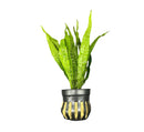 Java Fern (Microsorum pteropus) Pot - [AquaticMotiv]