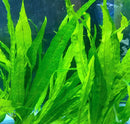 Java Fern Microsorum pteropus pot with green slender serrated leaves