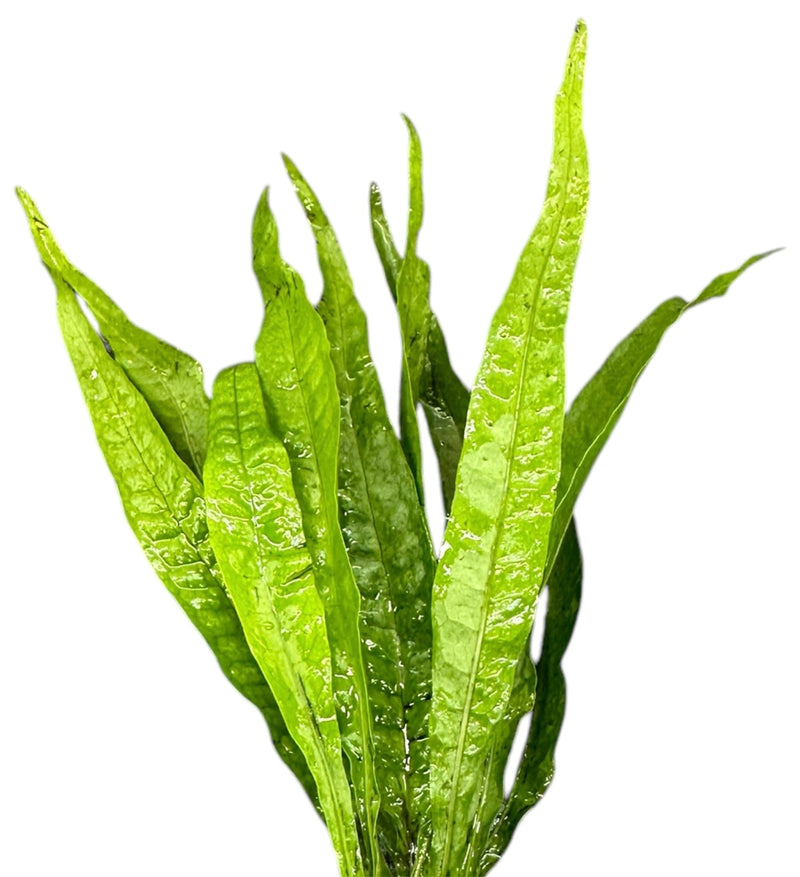 Java Fern (Microsorum pteropus) Pot - [AquaticMotiv]