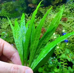 Java Fern Narrow-Leaf Microsorum pteropus Narrow green serrated aquatic plant