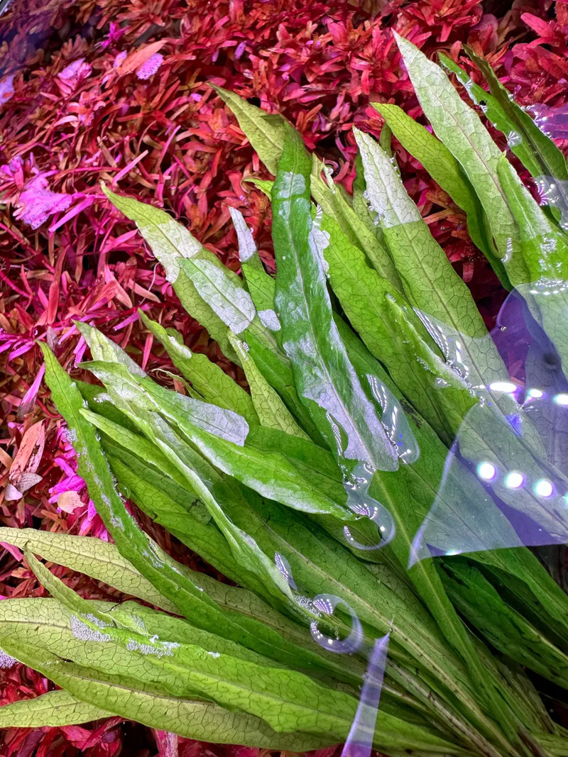 thumbnail image 2 of Narrow-leaved Java Fern - Microsorum Pteropus 'Narrow' - Tropica Pot | EN 2 of 13