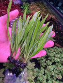 Java Fern Narrow-Leaf with green fronds and dark purple roots
