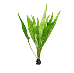 Java Fern Narrow-Leaf with broad green leaves and dark roots for aquariums